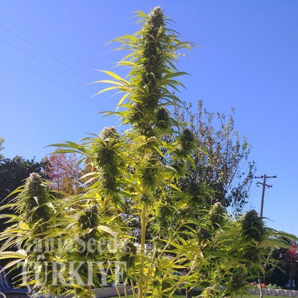 Auto Super Bud feminised Ganja Seeds