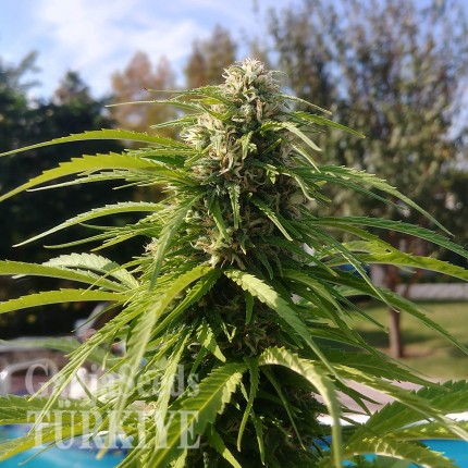 Auto Super Bud feminised Ganja Seeds
