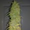 Auto Super Bud feminised Ganja Seeds Online kenevir tohumu