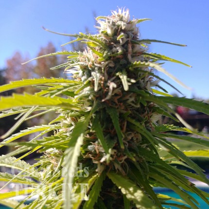 Auto Super Bud feminised Ganja Seeds