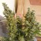 Türkiye'de kenevir tohumu Auto Heaven feminised Ganja Seeds