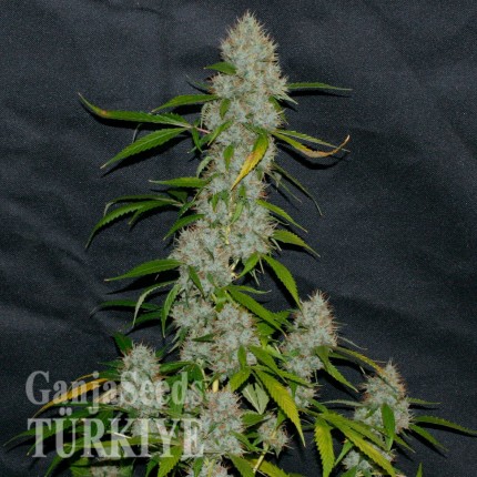 Annex feminised GanjaVIP Seeds