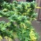 Durban Poison feminised Ganja Seeds