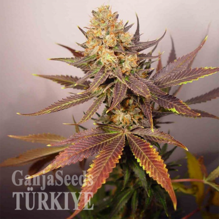 Auto Lavender feminised Ganja Seeds