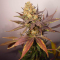 Auto Lavender feminised Ganja Seeds Yüksek verimli kenevir tohumları