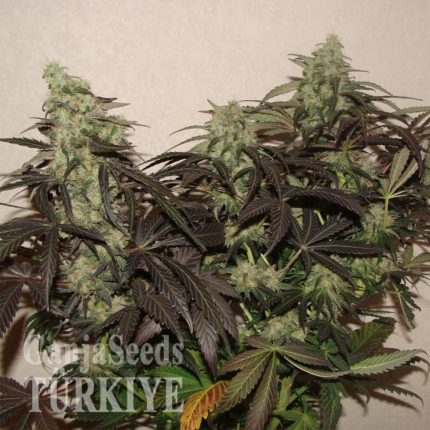 Auto Lavender feminised Ganja Seeds