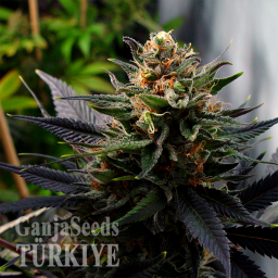 Auto Lavender feminised Ganja Seeds