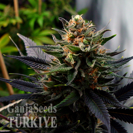 Auto Lavender feminised Ganja Seeds