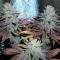 Auto Lavender feminised Ganja Seeds Güçlü kenevir tohumları