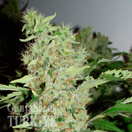 Colossus feminised GanjaVIP Seeds