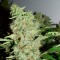 Colossus feminised GanjaVIP Seeds Tıbbi sınıf kenevir çeşidi tohumları