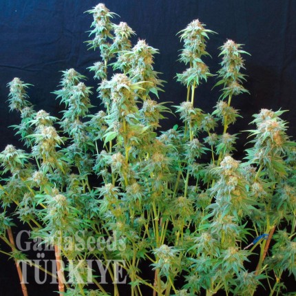Colossus feminised GanjaVIP Seeds