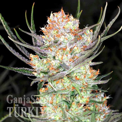 Colossus feminised GanjaVIP Seeds