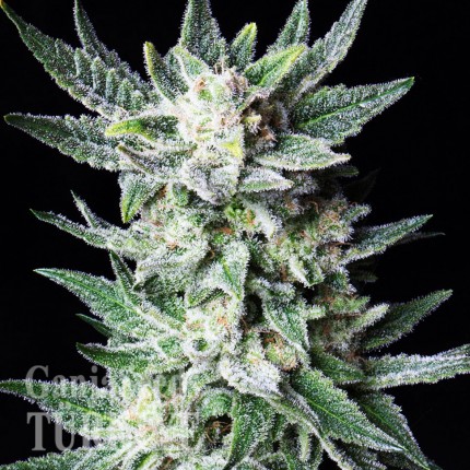 Colossus feminised GanjaVIP Seeds