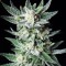 Colossus feminised GanjaVIP Seeds Dişileştirilmiş kenevir tohumları