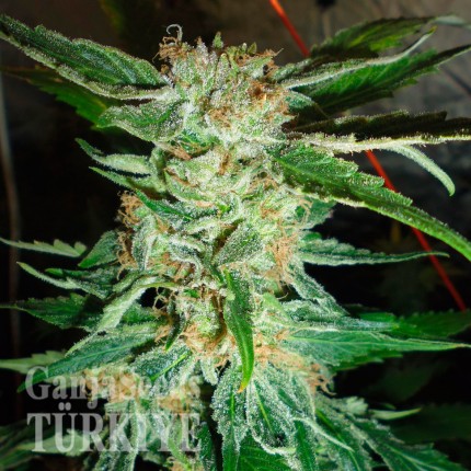 Colossus feminised GanjaVIP Seeds