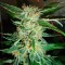 Colossus feminised GanjaVIP Seeds Güçlü kenevir tohumları