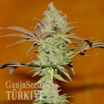 Colossus feminised GanjaVIP Seeds