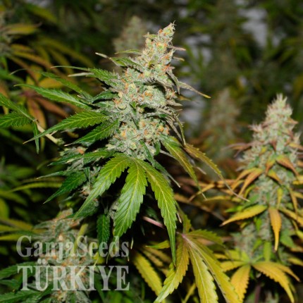 Colossus feminised GanjaVIP Seeds
