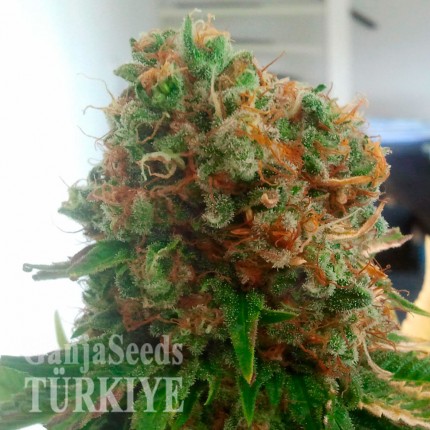 Colossus feminised GanjaVIP Seeds