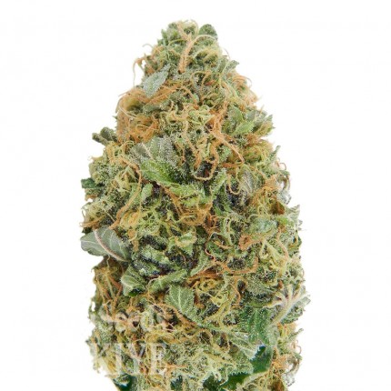 Colossus feminised GanjaVIP Seeds