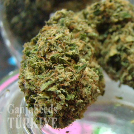 Auto Hindu Kush feminised Ganja Seeds GanjaSeeds internet mağazsında otomatik çiçeklenen dişileştirilmiş kenevir tohumlarını satın al Auto Hindu Kush feminised Ganja Seeds