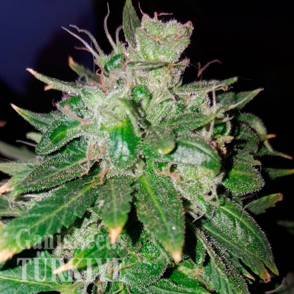 GanjaSeeds internet mağazasından kargo ile Auto Hindu Kush feminised Ganja Seeds Auto Hindu Kush feminised Ganja Seeds
