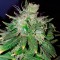 GanjaSeeds internet mağazasından kargo ile Auto Hindu Kush feminised Ganja Seeds