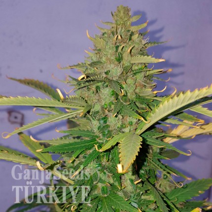 Auto Hindu Kush feminised Ganja Seeds Eve teslim kenevir tohumları Auto Hindu Kush feminised Ganja Seeds