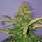 Auto Hindu Kush feminised Ganja Seeds Eve teslim kenevir tohumları