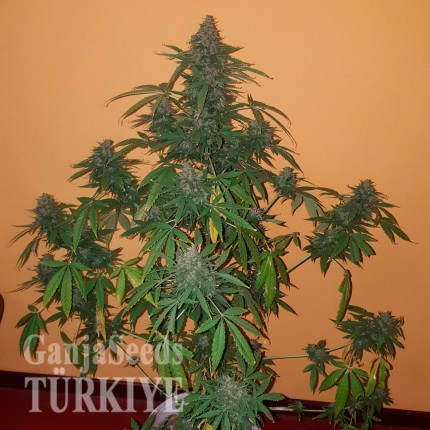 Auto Hindu Kush feminised Ganja Seeds Ucuz kenevir tohumu fiyatları Auto Hindu Kush feminised Ganja Seeds