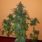 Auto Hindu Kush feminised Ganja Seeds Ucuz kenevir tohumu fiyatları