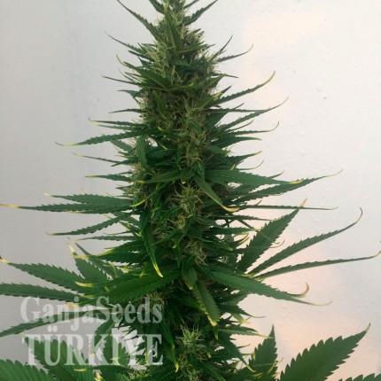 Türkiye'de eve teslim kenevir tohumu Auto Hindu Kush feminised Ganja Seeds Auto Hindu Kush feminised Ganja Seeds