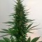 Türkiye'de eve teslim kenevir tohumu Auto Hindu Kush feminised Ganja Seeds