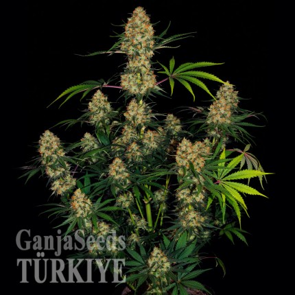 Auto Hindu Kush feminised Ganja Seeds Yüksek verimli kenevir tohumları Auto Hindu Kush feminised Ganja Seeds