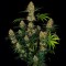Auto Hindu Kush feminised Ganja Seeds Yüksek verimli kenevir tohumları