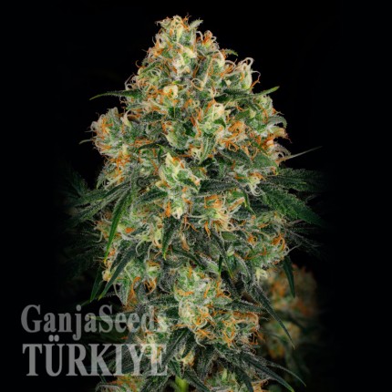Türkiye'de kenevir tohumu Auto Hindu Kush feminised Ganja Seeds Auto Hindu Kush feminised Ganja Seeds