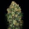 Türkiye'de kenevir tohumu Auto Hindu Kush feminised Ganja Seeds