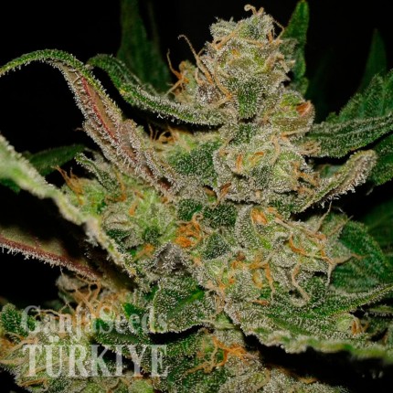 Türkiye'de online kenevir tohumu Auto Hindu Kush feminised Ganja Seeds Auto Hindu Kush feminised Ganja Seeds