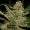 Türkiye'de online kenevir tohumu Auto Hindu Kush feminised Ganja Seeds