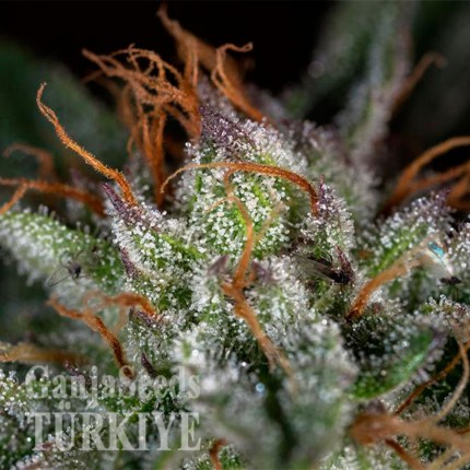 Auto Hindu Kush feminised Ganja Seeds Kenevir kültürü tohumları Auto Hindu Kush feminised Ganja Seeds
