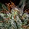 Auto Hindu Kush feminised Ganja Seeds Kenevir kültürü tohumları