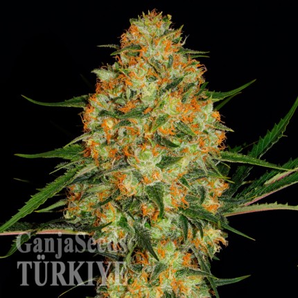 Auto Hindu Kush feminised Ganja Seeds Orijinal ambalajda kenevir tohumları Auto Hindu Kush feminised Ganja Seeds
