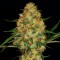 Auto Hindu Kush feminised Ganja Seeds Orijinal ambalajda kenevir tohumları