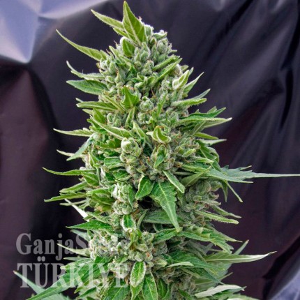 Deathlok feminised GanjaVIP Seeds