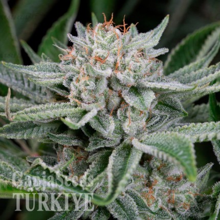 Deathlok feminised GanjaVIP Seeds