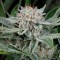 Deathlok feminised GanjaVIP Seeds Dişileştirilmiş kenevir tohumları online satın al