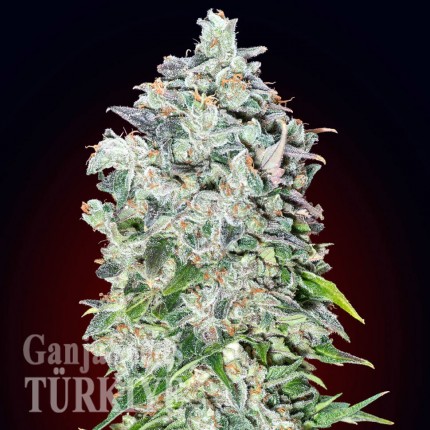 Deathlok feminised GanjaVIP Seeds