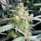 Deathlok feminised GanjaVIP Seeds Fotoperyodik dişileştirilmiş kenevir tohumları