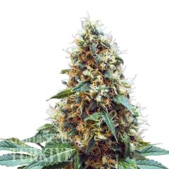 Deathlok feminised GanjaVIP Seeds